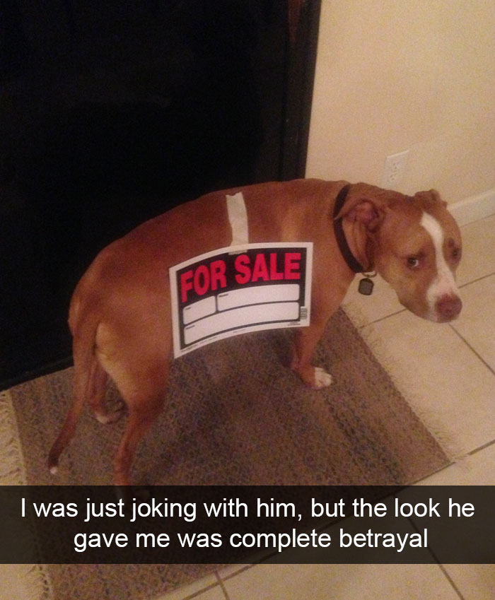 Hilarious Dog Snapchats