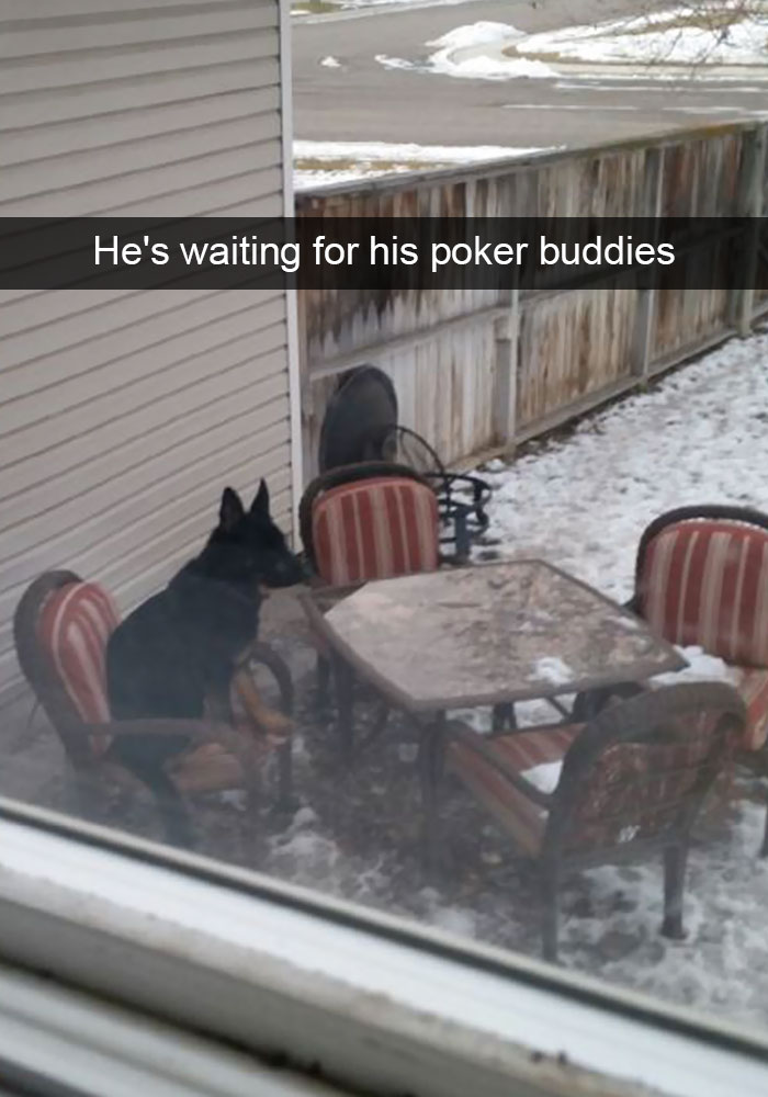 Hilarious Dog Snapchats