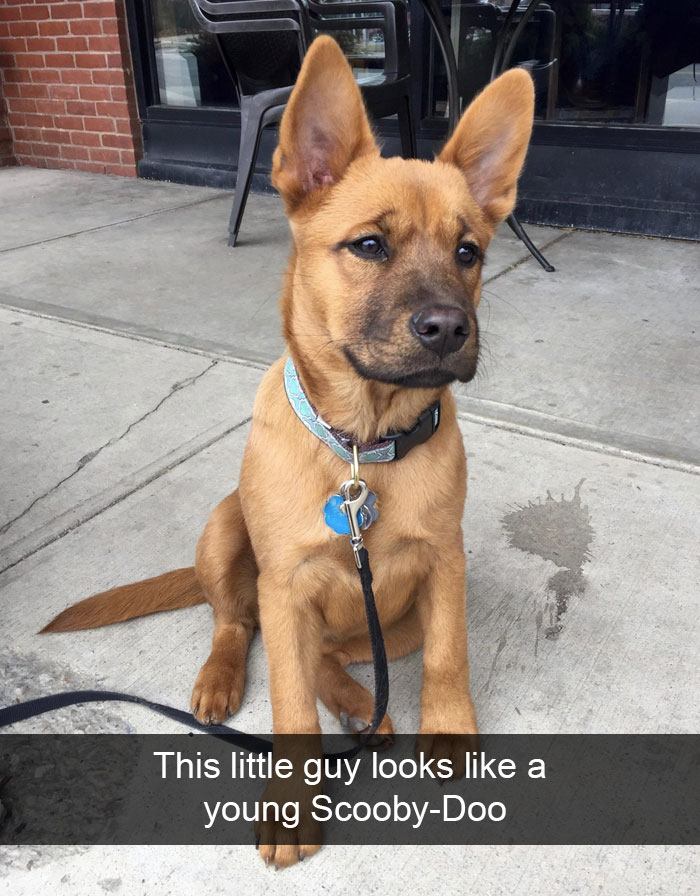 Hilarious Dog Snapchats