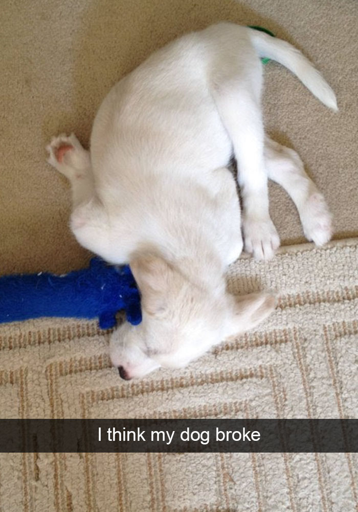 Hilarious Dog Snapchats