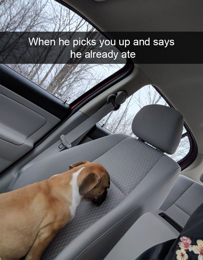 Hilarious Dog Snapchats