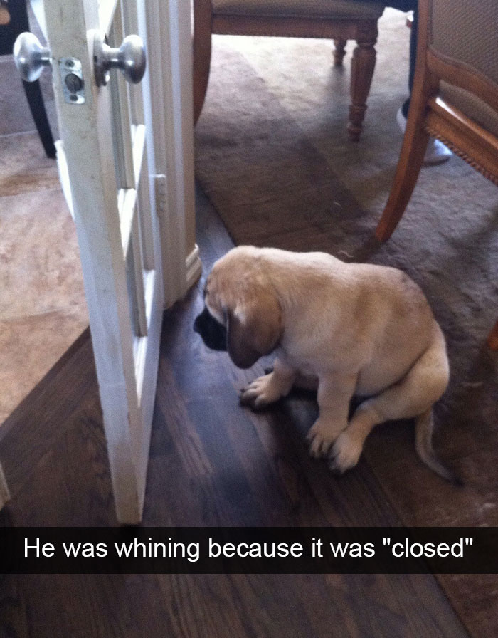 Hilarious Dog Snapchats