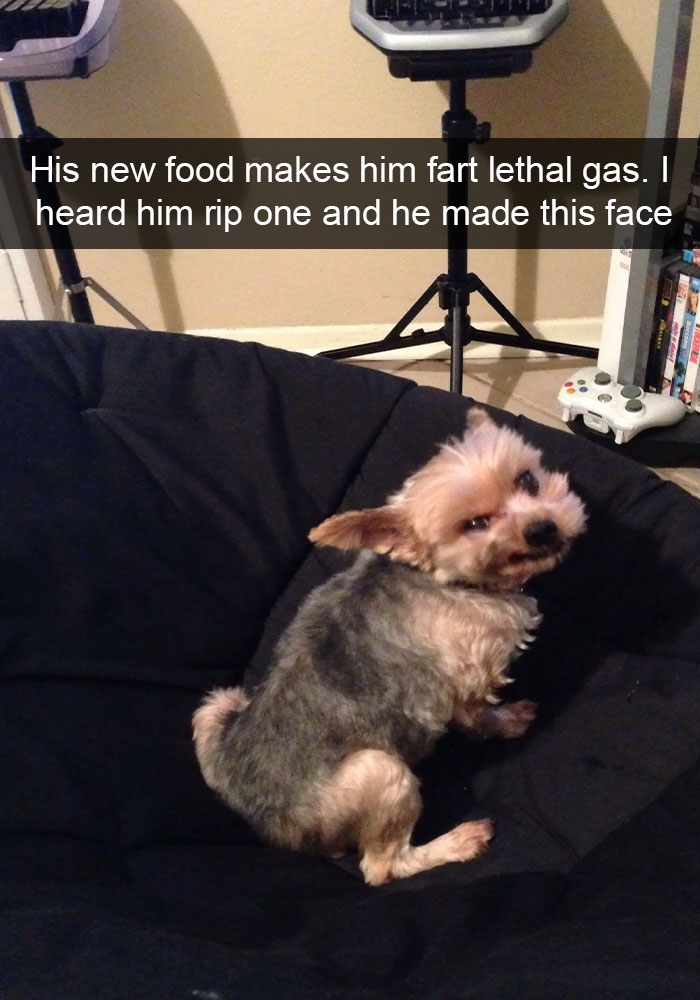 Hilarious Dog Snapchats