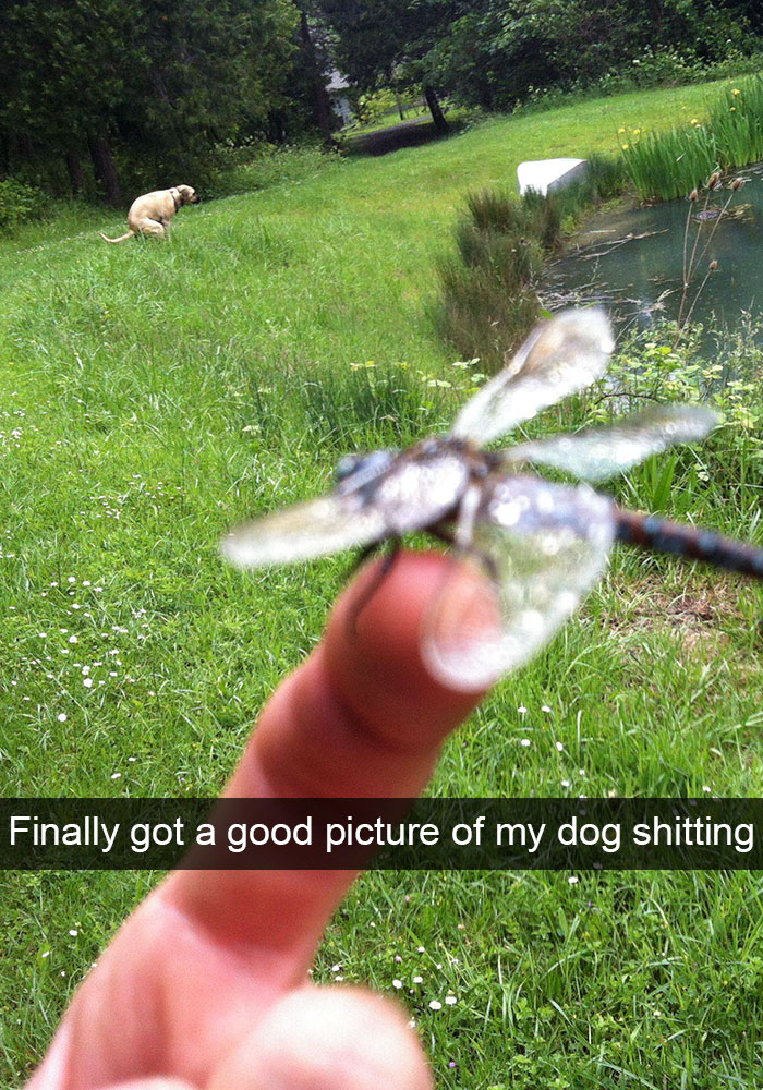 Hilarious Dog Snapchats