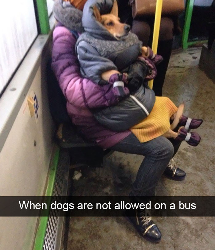 Hilarious Dog Snapchats