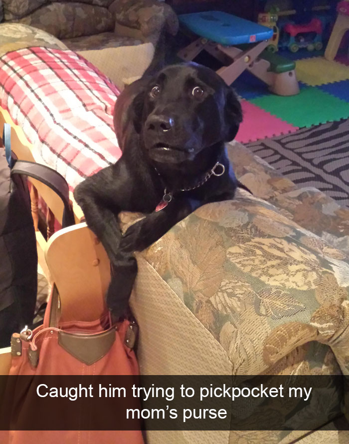 Hilarious Dog Snapchats
