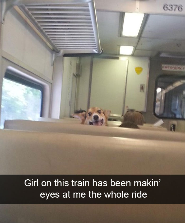 Hilarious Dog Snapchats