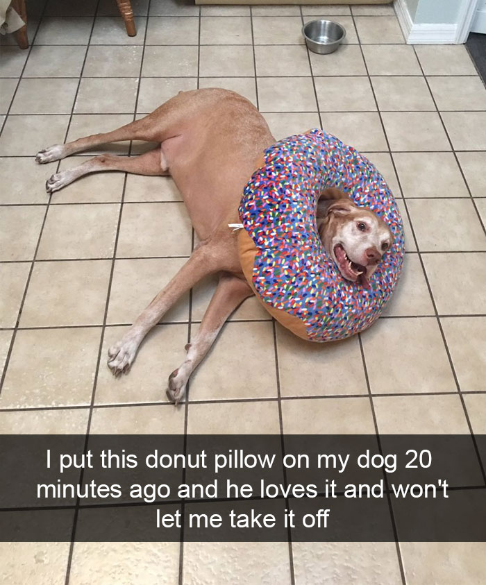 Hilarious Dog Snapchats