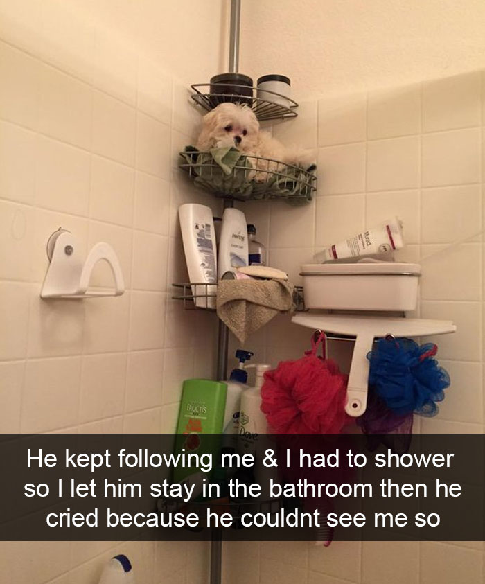 Hilarious Dog Snapchats
