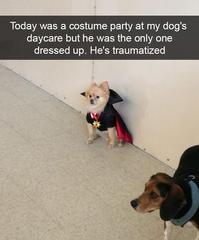 Hilarious Dog Snapchats