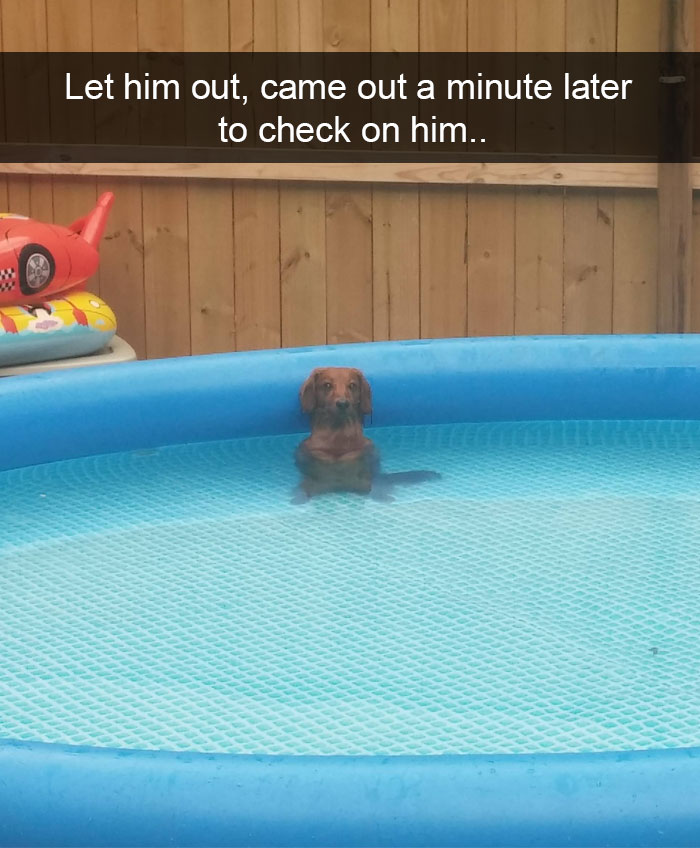 Hilarious Dog Snapchats