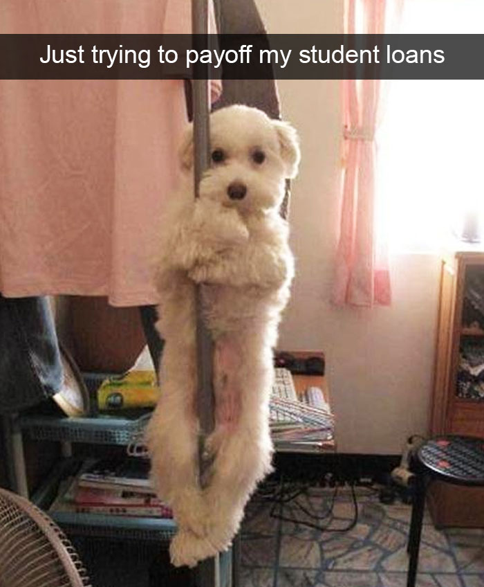 Hilarious Dog Snapchats