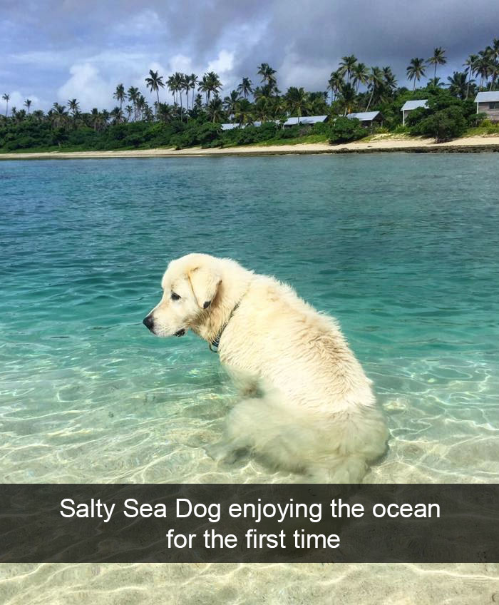 Hilarious Dog Snapchats