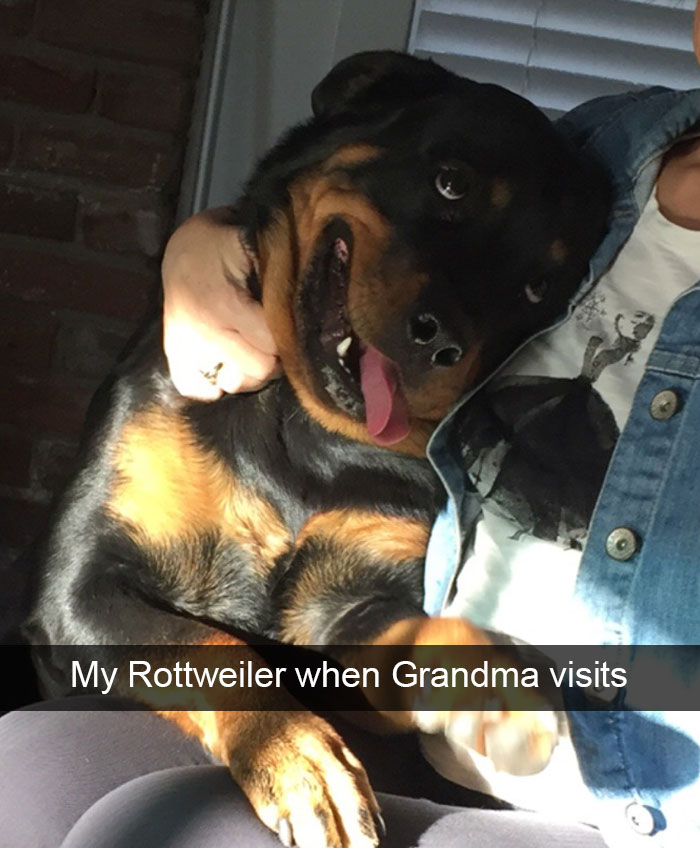 Hilarious Dog Snapchats