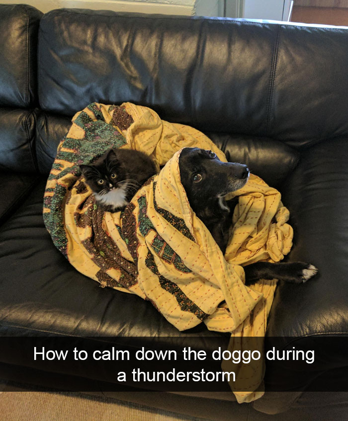 Hilarious Dog Snapchats