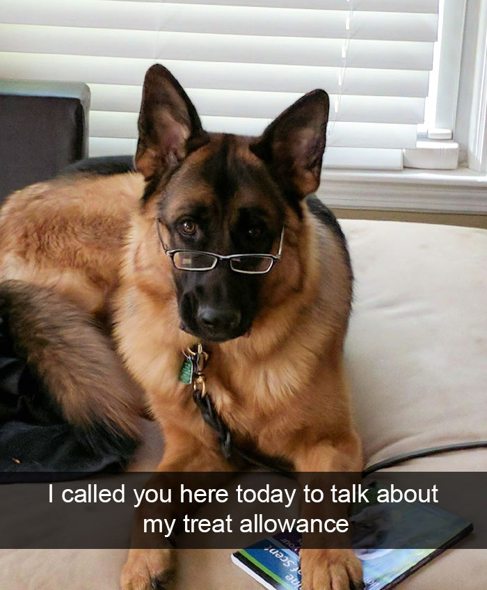 Hilarious Dog Snapchats
