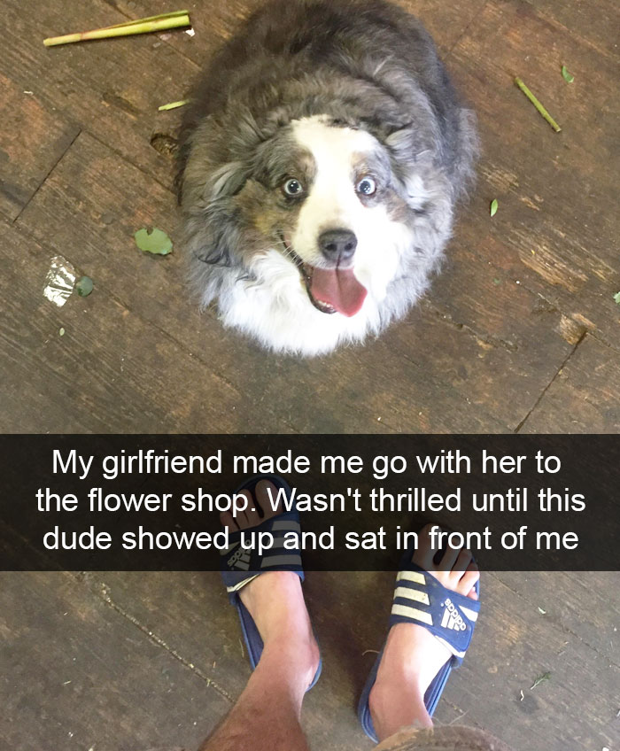 Hilarious Dog Snapchats