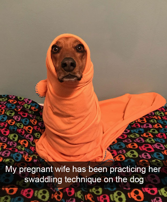Hilarious Dog Snapchats