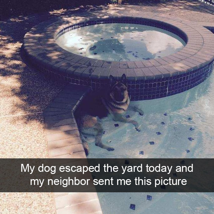 Hilarious Dog Snapchats