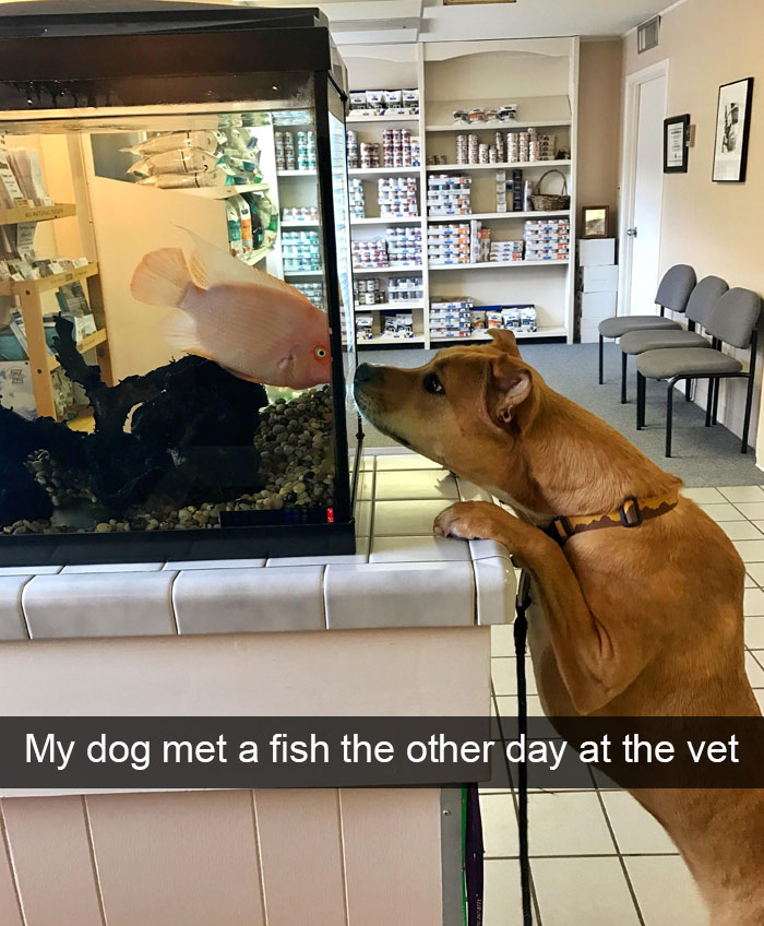 Hilarious Dog Snapchats