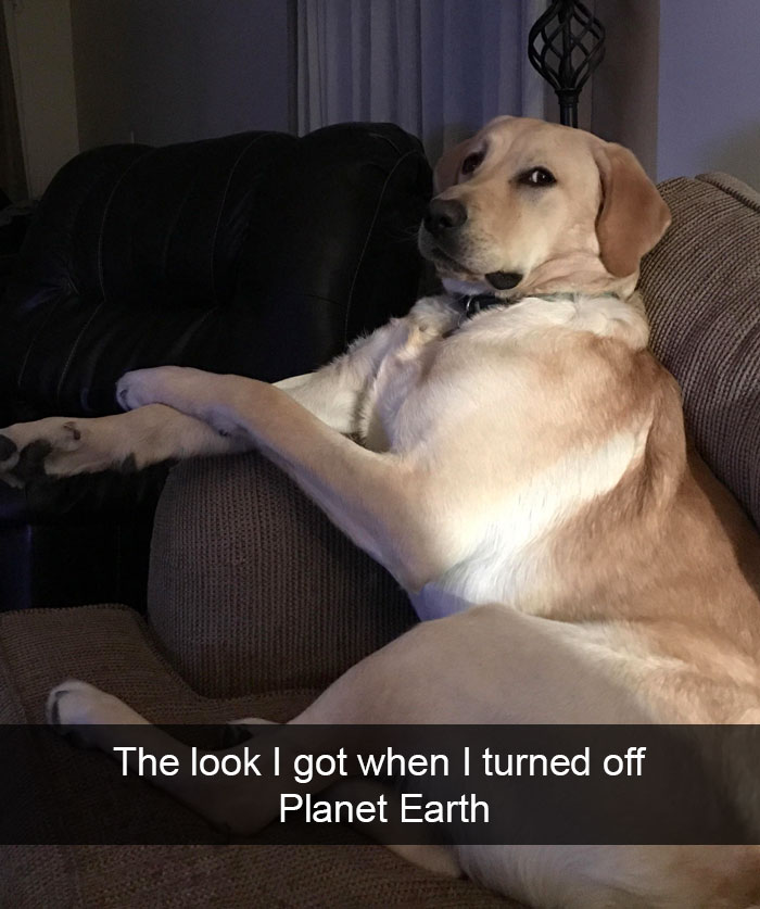 Hilarious Dog Snapchats