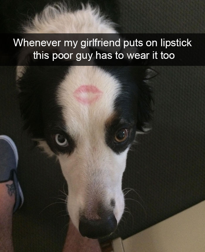 Hilarious Dog Snapchats