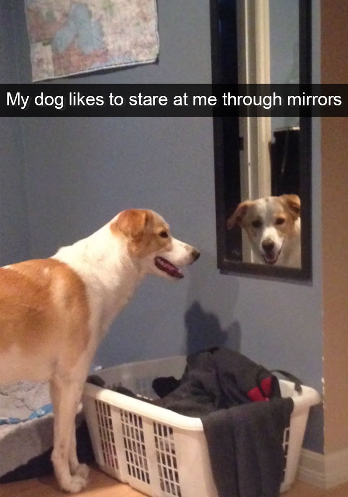 Hilarious Dog Snapchats