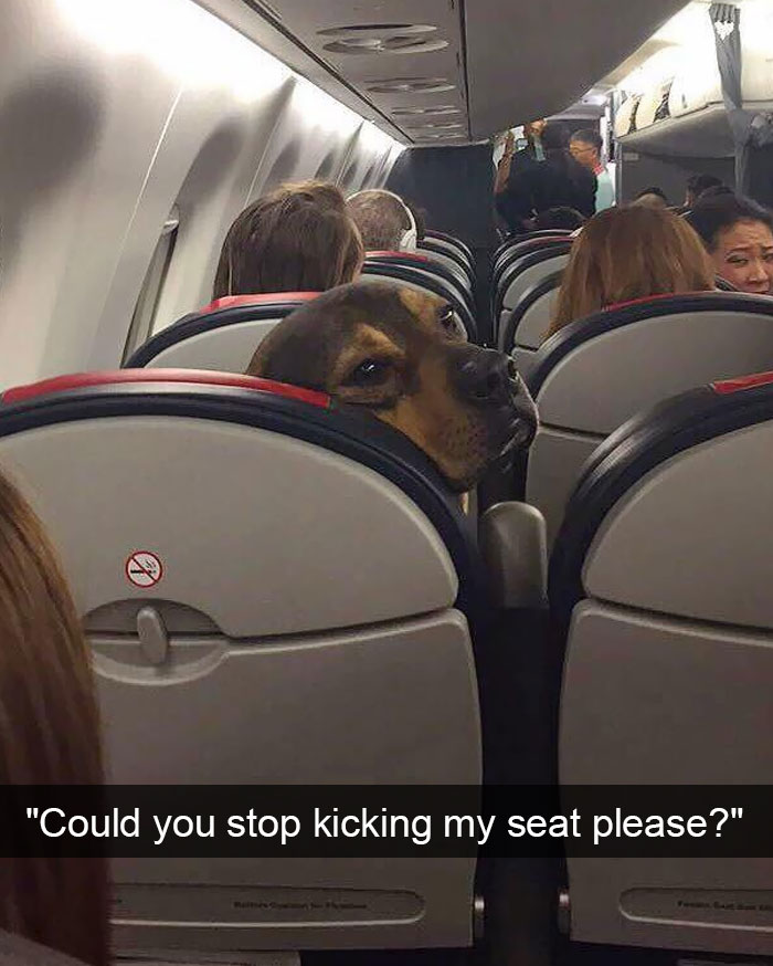 Hilarious Dog Snapchats