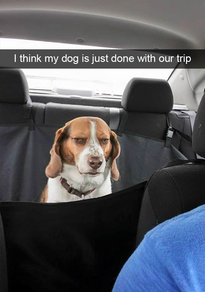 Hilarious Dog Snapchats