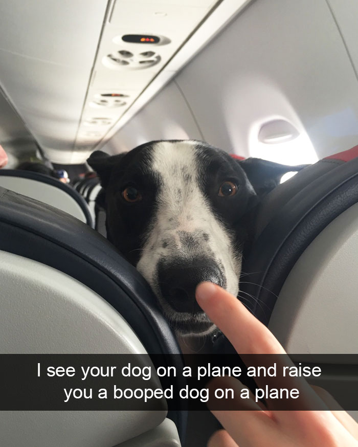 Hilarious Dog Snapchats