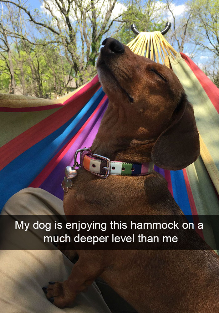 Hilarious Dog Snapchats
