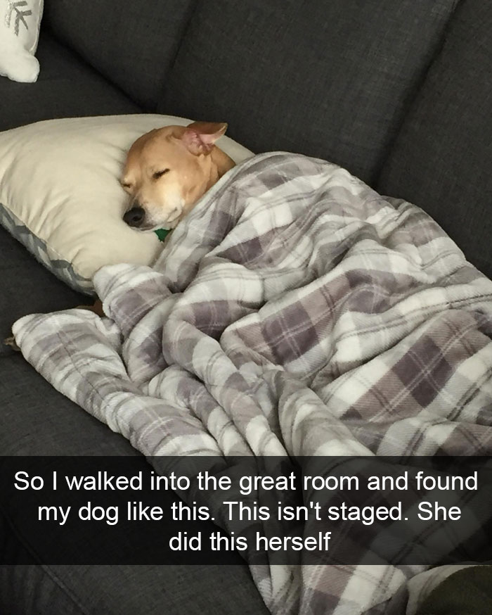 Hilarious Dog Snapchats