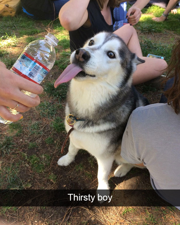 Hilarious Dog Snapchats