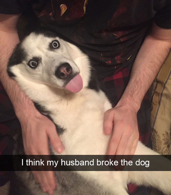 Hilarious Dog Snapchats