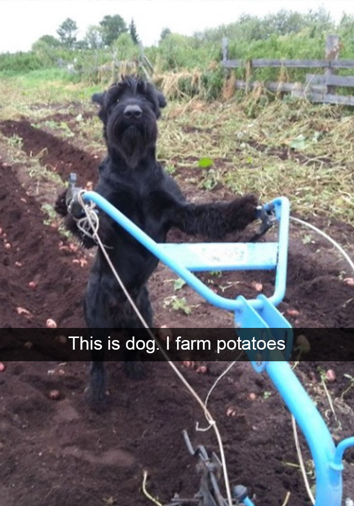 Hilarious Dog Snapchats