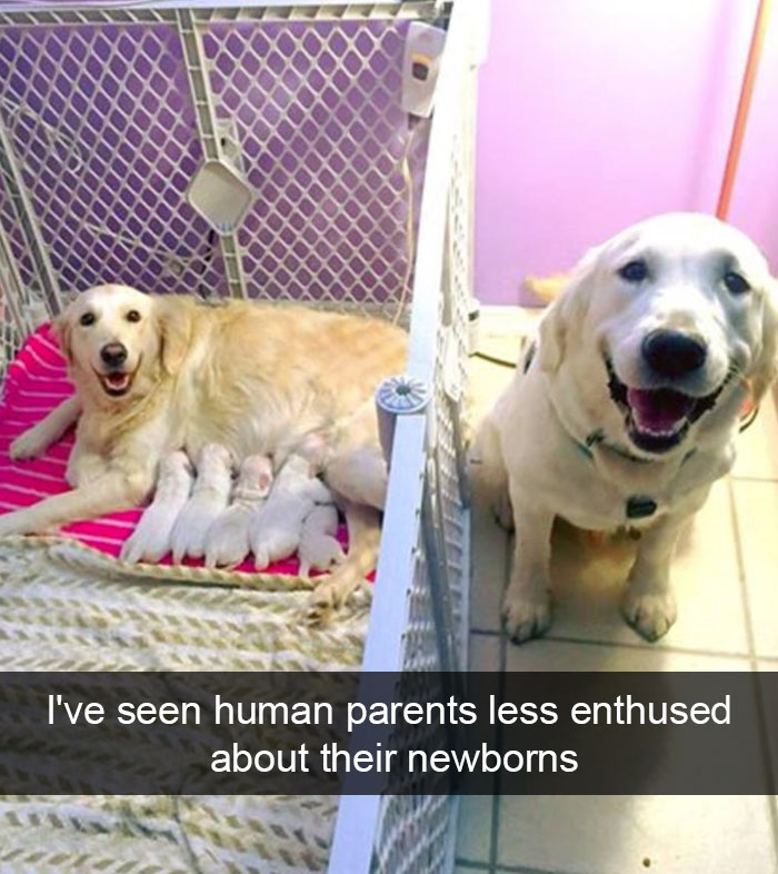 Hilarious Dog Snapchats