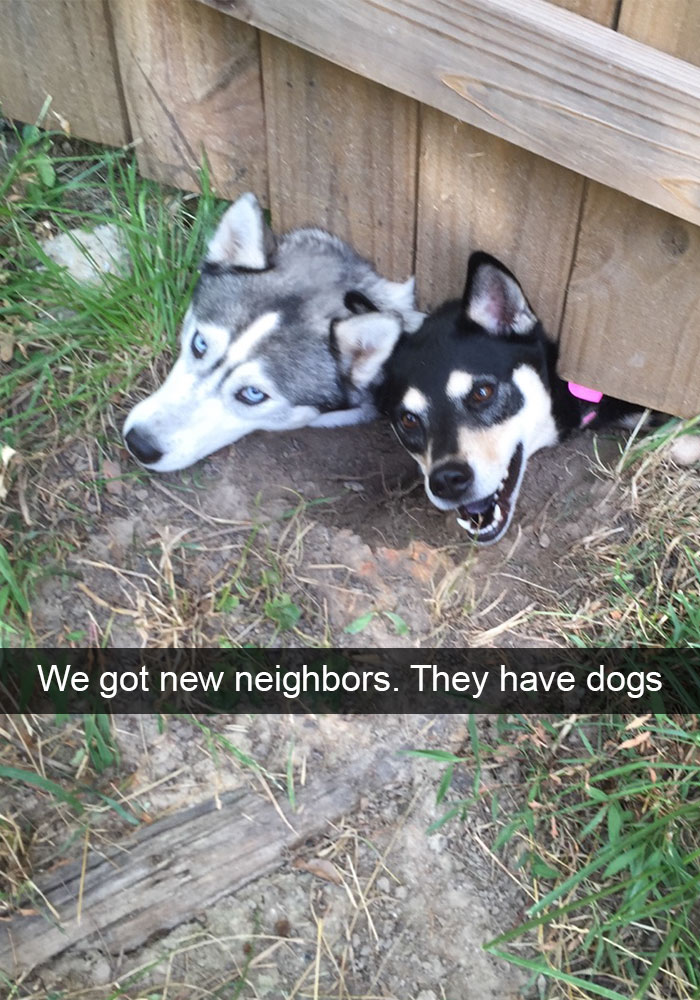 Hilarious Dog Snapchats