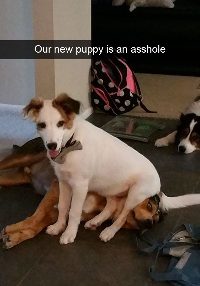 Hilarious Dog Snapchats