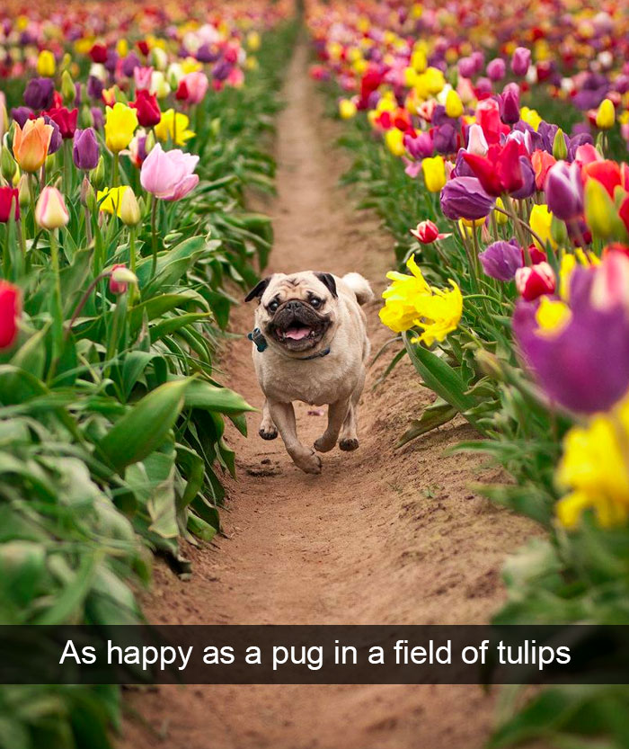Hilarious Dog Snapchats