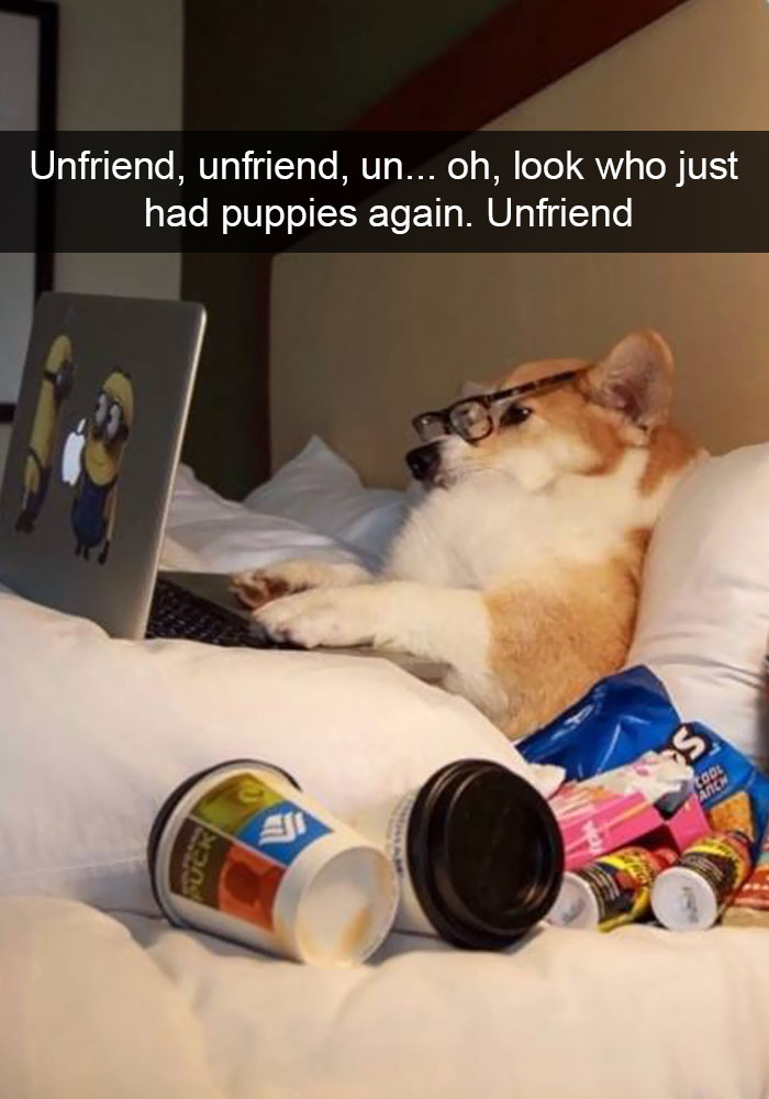 Hilarious Dog Snapchats