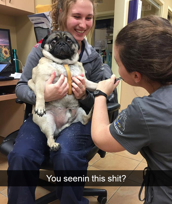 Hilarious Dog Snapchats