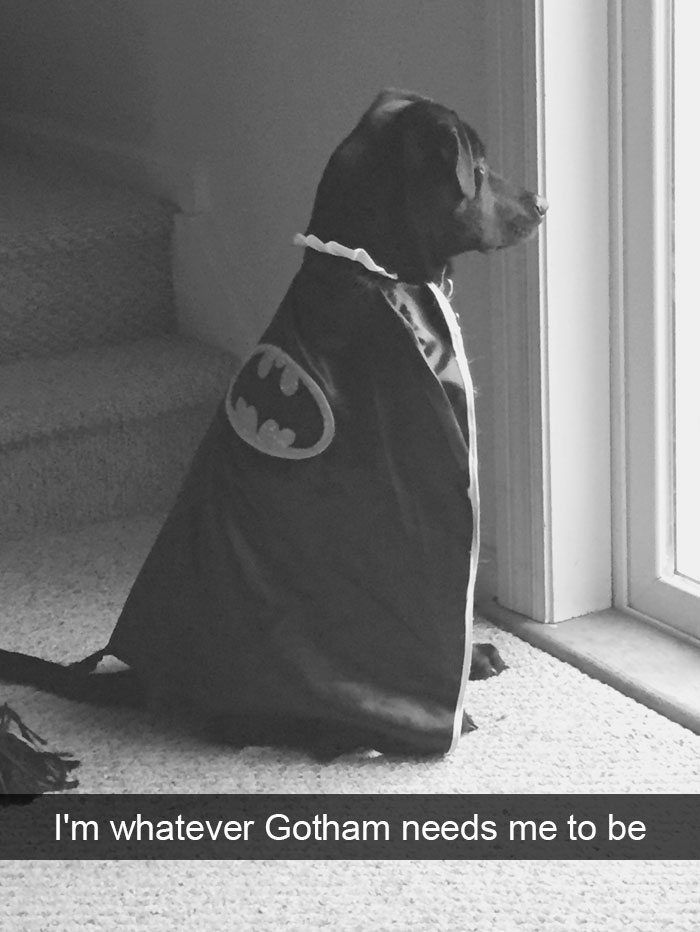 Hilarious Dog Snapchats