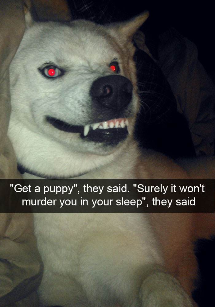 Hilarious Dog Snapchats