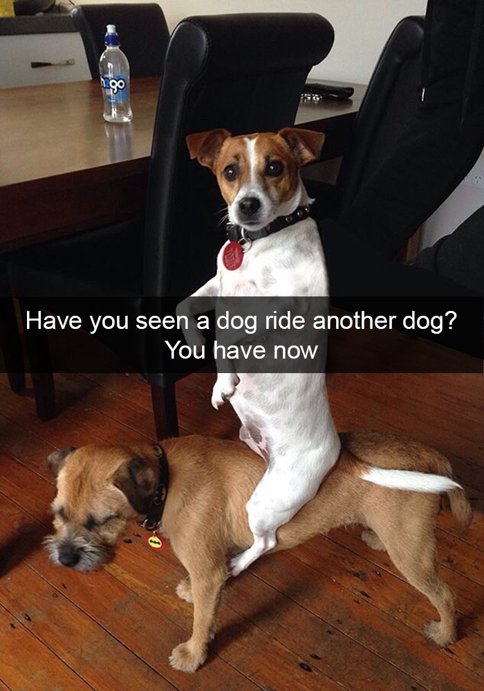 Hilarious Dog Snapchats