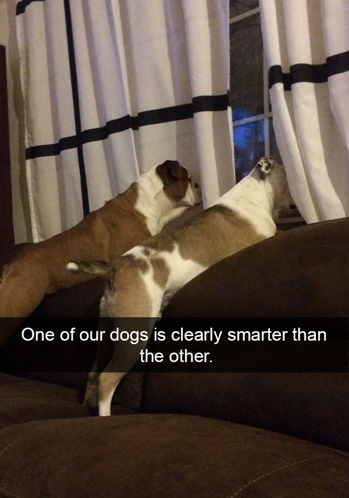 Hilarious Dog Snapchats