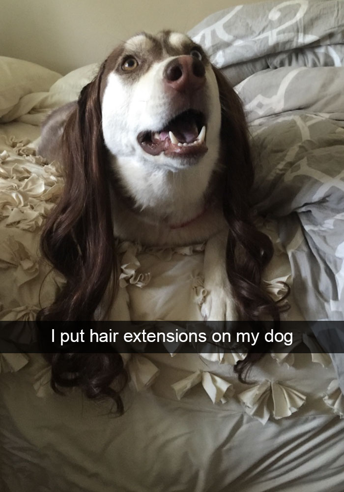 Hilarious Dog Snapchats