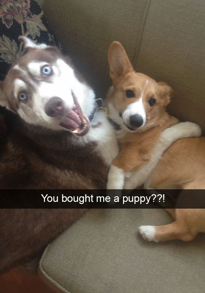 Hilarious Dog Snapchats