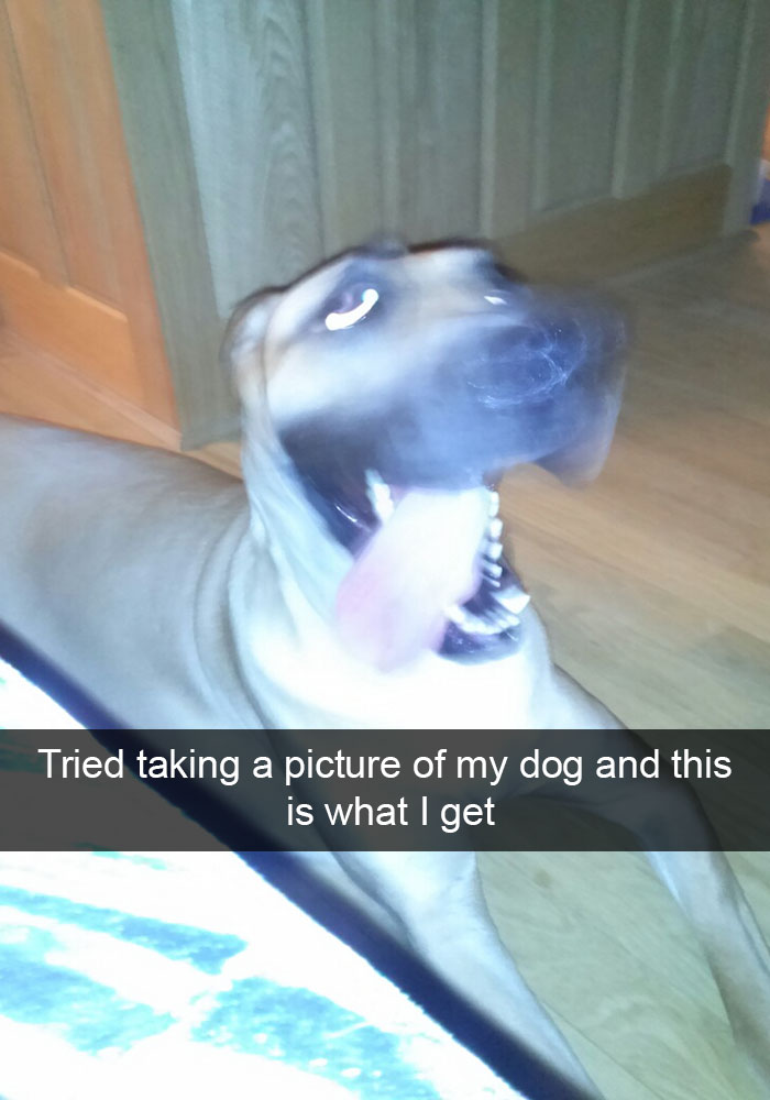 Hilarious Dog Snapchats