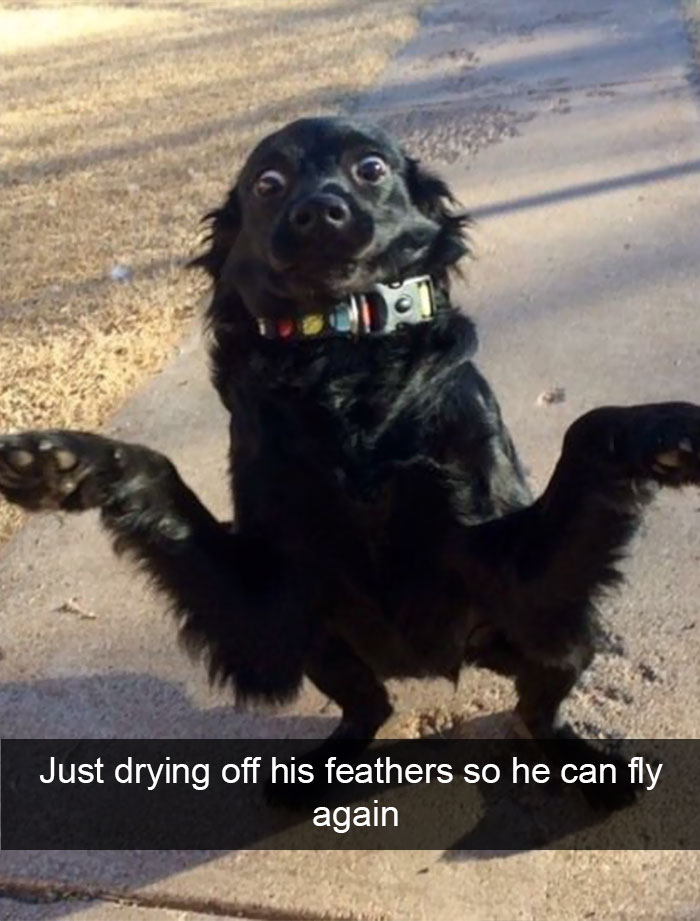 Hilarious Dog Snapchats