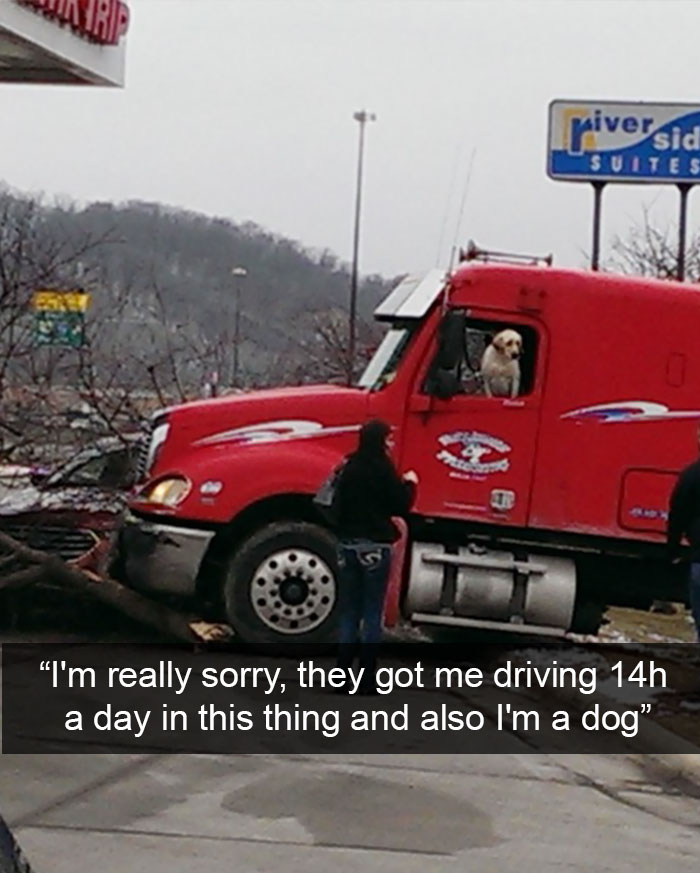 Hilarious Dog Snapchats